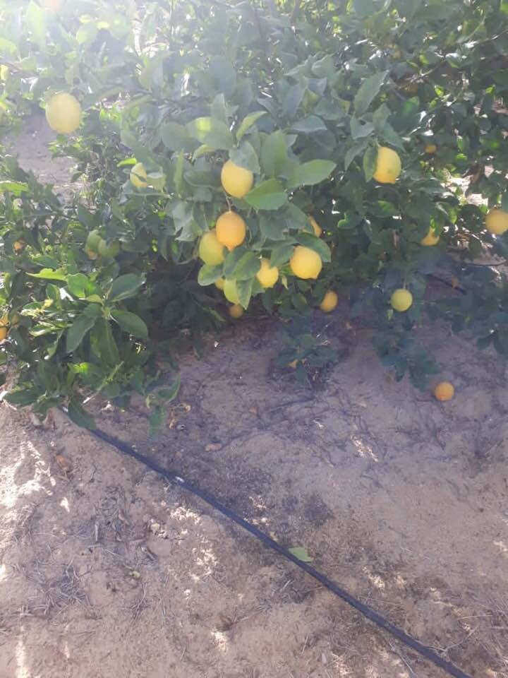 Aton Green Egypt Fresh Fruits & Vegetables